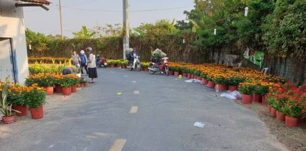 Những chậu bông của anh Phương ở cư xá Nhà máy nước quận Thủ Đức (TP.HCM) - Ảnh: MINH HÒA