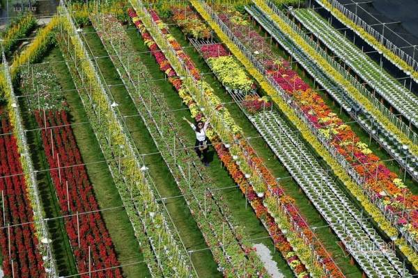 Làng hoa Sa Đéc được xem là thủ phủ hoa kiểng ở miền Tây, với diện tích gần 600ha, tập trung hơn 2.000 hộ sản xuất hoa kiểng