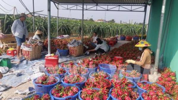 Cơ sở thu mua thanh long.