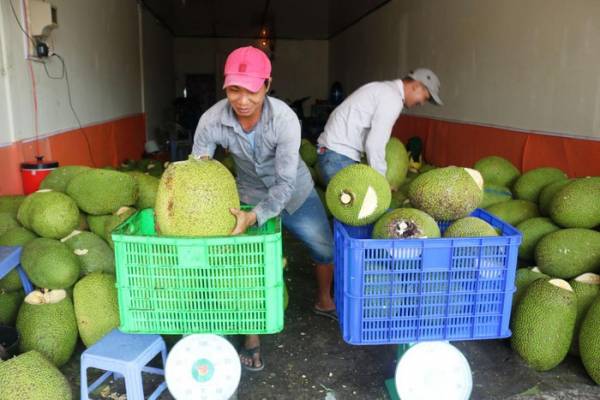 Thu mua mít tại một vựa trái cây ở huyện Phong Điền, TP Cần Thơ.