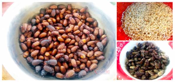 Khu chợ côn trùng bán đầy bọ xít, châu chấu... hiếm có Việt Nam