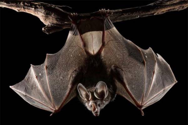 Loài dơi cắn người thuộc loài hút máu động vật nhưng đôi khi chúng cũng tấn công người, đặc biệt là những nơi có rừng nhiệt đới và môi trường sống của chúng bị tàn phá. Loài dơi này còn 