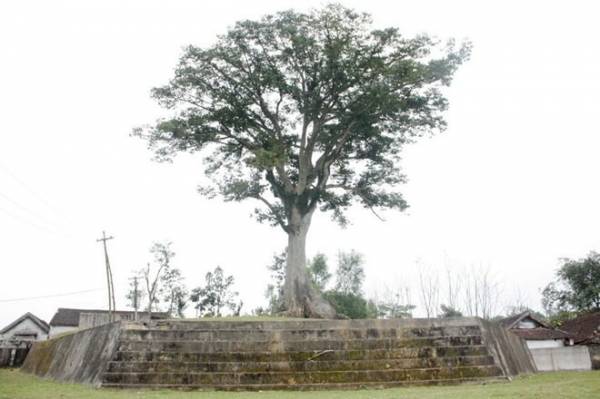 Cây sui Diên Tràng (xã Thanh Phong, Thanh Chương, Nghệ An) trên đỉnh núi Tròn từ lâu đã là niềm tự hào của người dân Thanh Phong.