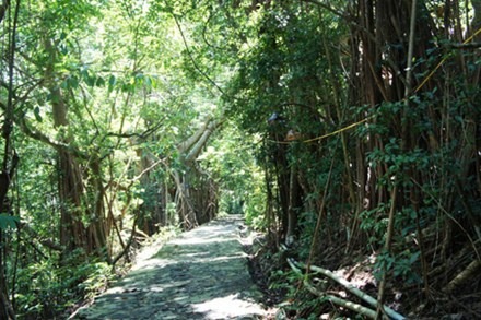 Hòn đảo cách đất liền chỉ 2km, có nhiều cây cổ thụ hàng trăm tuổi.