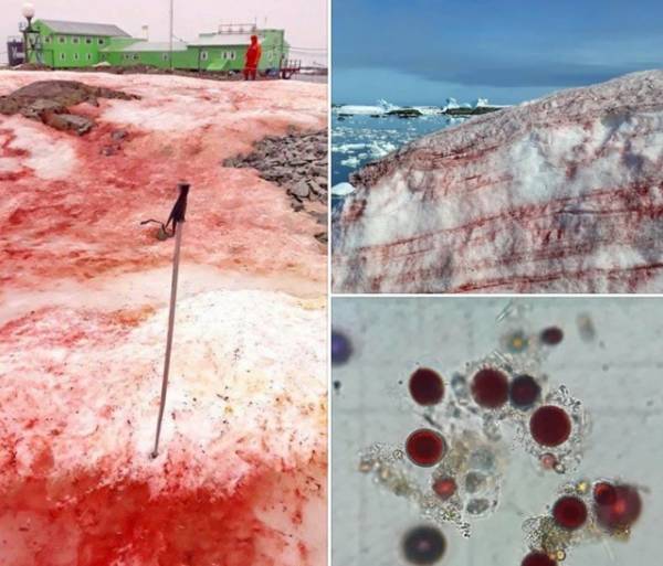 Nhà sinh thái biển Andrey Zotov từ Học viện Khoa học Quốc gia Ukraine, đã chụp được những hình ảnh hiếm trong khi tiến hành nghiên cứu tại trạm ở Nam Cực.