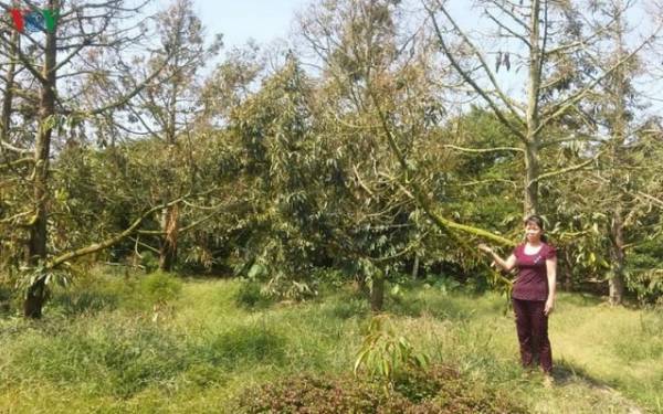 Nhiều vườn cây sầu riêng ở tỉnh Tiền Giang đang bị khô héo rất cần nguồn nước ngọt (Ảnh: vov.vn)
