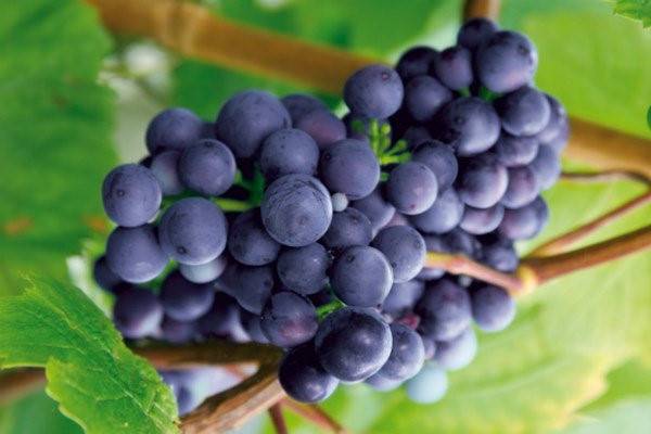 Quả nho.