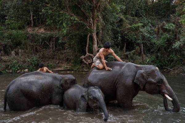 Người dân ở miền Bắc Thái Lan đưa những con voi thuộc sở hữu của họ về nhà sau khi các công viên voi ngừng hợp đồng thuê chúng vì khách du lịch sụt giảm do Covid-19. Ảnh: New York Times.