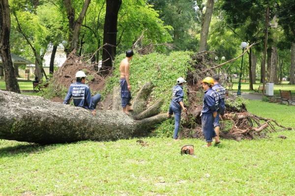 Cổ thụ trăm tuổi ở công viên Tao Đàn bất ngờ bật gốc