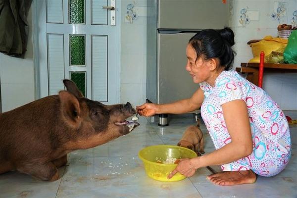 the-best-pig-in-the-west-loves-to-eat-bean-soup-is-fed-milk-at