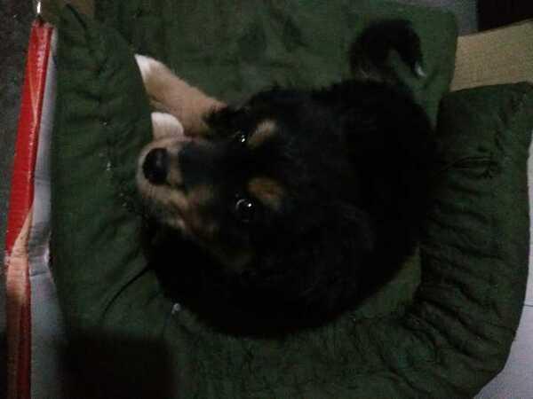 dog meets bed
